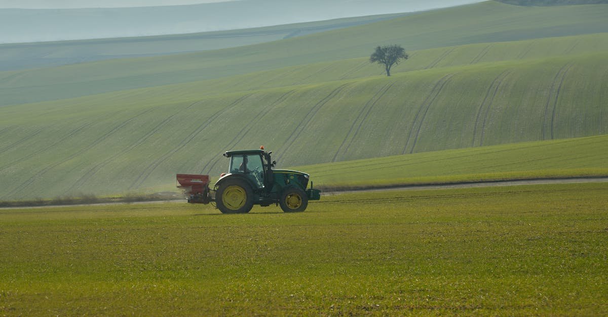 Zielony skarbiec gleby: kiedy siać poplony i które nawozy zielone wybrać, by mieć żyzną ziemię bez chemii