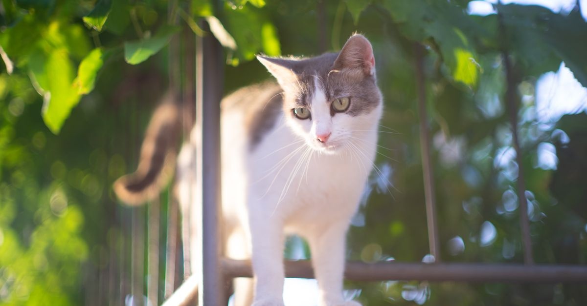 Koci balkon marzeń: zamień podniebną pułapkę w bezpieczny azyl w 5 krokach