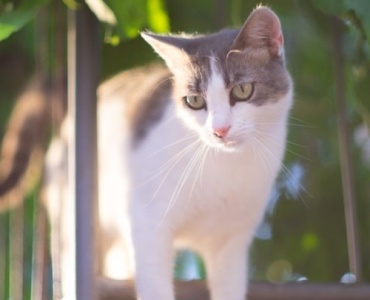 Koci balkon marzeń: zamień podniebną pułapkę w bezpieczny azyl w 5 krokach